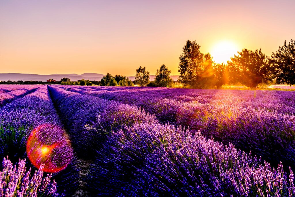 campos de Lavanda de Valensole